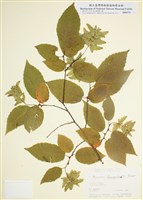 藏品(歐洲鵝耳櫪)的圖片